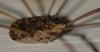 Nelima sp.